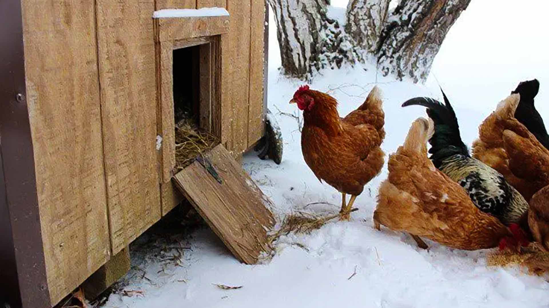 Sun Rise Sheds | 10 Ways To Save Your Flock by Winterizing Their Chicken Coop