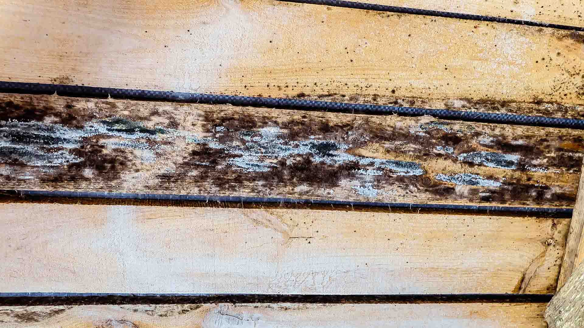 Sun Rise Sheds | Simple Tips For Preventing Mold In Your Shed